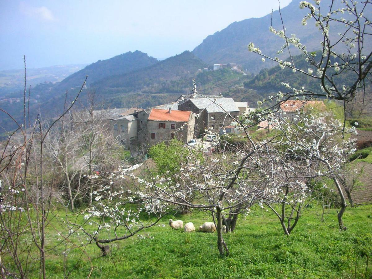 Sole E Ventu 30Qm Leilighet San-Giovanni-di-Moriani Eksteriør bilde